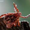 Ornate Cow Tick - Dermacentor reticulatus | Fotografijos autorius : Oskaras Venckus | © Macronature.eu | Macro photography web site