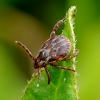 Ornate Cow Tick - Dermacentor reticulatus | Fotografijos autorius : Romas Ferenca | © Macronature.eu | Macro photography web site