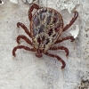 Ornate Cow Tick - Dermacentor reticulatus | Fotografijos autorius : Armandas Ka | © Macronature.eu | Macro photography web site