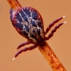 Ornate Cow Tick - Dermacentor reticulatus | Fotografijos autorius : Lukas Jonaitis | © Macronature.eu | Macro photography web site