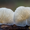 Oysterling - Crepidotus sp. | Fotografijos autorius : Oskaras Venckus | © Macronature.eu | Macro photography web site