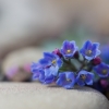 Pajūrinė mertensija - Mertensia maritima var. tenella | Fotografijos autorius : Zita Gasiūnaitė | © Macronature.eu | Macro photography web site