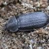 Pailgasis skydvabalis - Grynocharis oblonga | Fotografijos autorius : Kazimieras Martinaitis | © Macrogamta.lt | Šis tinklapis priklauso bendruomenei kuri domisi makro fotografija ir fotografuoja gyvąjį makro pasaulį.