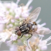Painted Graphfly - Graphomya maculata | Fotografijos autorius : Gediminas Gražulevičius | © Macronature.eu | Macro photography web site