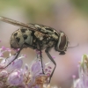 Painted Graphfly - Graphomya maculata | Fotografijos autorius : Gintautas Steiblys | © Macronature.eu | Macro photography web site