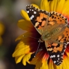 Painted Lady - Vanessa cardui | Fotografijos autorius : Nomeda Vėlavičienė | © Macronature.eu | Macro photography web site