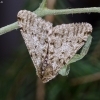 Pale Brindled Beauty | Phigalia pilosaria | Fotografijos autorius : Darius Baužys | © Macronature.eu | Macro photography web site