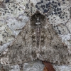 Pale Brindled Beauty - Phigalia pilosaria ♂ | Fotografijos autorius : Žilvinas Pūtys | © Macronature.eu | Macro photography web site