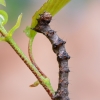 Pale Brindled Beauty - Phigalia pilosaria, caterpillar | Fotografijos autorius : Arūnas Eismantas | © Macronature.eu | Macro photography web site