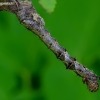 Pale Brindled Beauty - Phigalia pilosaria, caterpillar | Fotografijos autorius : Romas Ferenca | © Macronature.eu | Macro photography web site