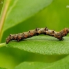 Pale Brindled Beauty - Phigalia pilosaria, caterpillar | Fotografijos autorius : Romas Ferenca | © Macronature.eu | Macro photography web site