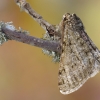 Pale Brindled Beauty - Phigalia pilosaria | Fotografijos autorius : Arūnas Eismantas | © Macronature.eu | Macro photography web site