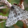 Pale Brindled Beauty - Phigalia pilosaria | Fotografijos autorius : Arūnas Eismantas | © Macronature.eu | Macro photography web site