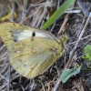 Pale Clouded Yellow - Colias hyale ♀ | Fotografijos autorius : Gintautas Steiblys | © Macronature.eu | Macro photography web site