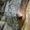 Pale Oak Beauty | Hypomecis punctinalis | Fotografijos autorius : Darius Baužys | © Macrogamta.lt | Šis tinklapis priklauso bendruomenei kuri domisi makro fotografija ir fotografuoja gyvąjį makro pasaulį.