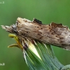 Pale Prominent - Pterostoma palpina  | Fotografijos autorius : Gintautas Steiblys | © Macronature.eu | Macro photography web site
