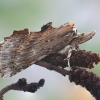 Ilganosis kuoduotis - Pterostoma palpina | Fotografijos autorius : Arūnas Eismantas | © Macronature.eu | Macro photography web site