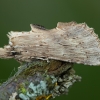 Ilganosis kuoduotis - Pterostoma palpina | Fotografijos autorius : Žilvinas Pūtys | © Macronature.eu | Macro photography web site
