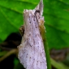 Pale Prominent - Pterostoma palpina | Fotografijos autorius : Romas Ferenca | © Macronature.eu | Macro photography web site