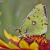 Dirvinis gelsvys - Colias hyale | Fotografijos autorius : Vytautas Gluoksnis | © Macronature.eu | Macro photography web site