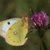 Dirvinis gelsvys - Colias hyale | Fotografijos autorius : Vaida Paznekaitė | © Macronature.eu | Macro photography web site