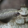 Pilkasis žievėsprindis - Hypomecis punctinalis ♂ | Fotografijos autorius : Vidas Brazauskas | © Macronature.eu | Macro photography web site