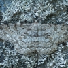Pilkasis žievėsprindis - Hypomecis punctinalis ♂ | Fotografijos autorius : Žilvinas Pūtys | © Macronature.eu | Macro photography web site
