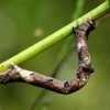 Pale oak beauty - Hypomecis punctinalis, catterpilar | Fotografijos autorius : Ramunė Vakarė | © Macronature.eu | Macro photography web site