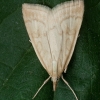 Pale straw pearl - Udea lutealis | Fotografijos autorius : Žilvinas Pūtys | © Macronature.eu | Macro photography web site