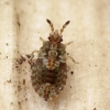 Pale-shouldered flatbug - Aradus depressus, nymph ? | Fotografijos autorius : Vidas Brazauskas | © Macronature.eu | Macro photography web site