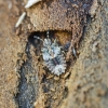 Pale-shouldered flatbug - Aradus depressus, nymph ? | Fotografijos autorius : Kazimieras Martinaitis | © Macronature.eu | Macro photography web site