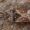 Pale-shouldered flatbug - Aradus depressus | Fotografijos autorius : Žilvinas Pūtys | © Macronature.eu | Macro photography web site