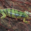 Panterinis chameleonas - Furcifer pardalis | Fotografijos autorius : Gintautas Steiblys | © Macronature.eu | Macro photography web site