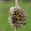 Paper wasp - Polistes nimpha | Fotografijos autorius : Deividas Makavičius | © Macronature.eu | Macro photography web site