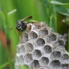 Paper wasp - Polistes nimpha | Fotografijos autorius : Vytautas Gluoksnis | © Macronature.eu | Macro photography web site