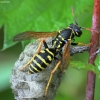 Paper wasp - Polistes nimpha | Fotografijos autorius : Kazimieras Martinaitis | © Macronature.eu | Macro photography web site
