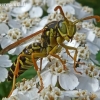 Paper wasp - Polistes nimpha | Fotografijos autorius : Vitalijus Bačianskas | © Macronature.eu | Macro photography web site