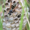 Paper wasp - Polistes nimpha | Fotografijos autorius : Arūnas Eismantas | © Macronature.eu | Macro photography web site