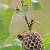 Paper wasp - Polistes nimpha | Fotografijos autorius : Agnė Našlėnienė | © Macronature.eu | Macro photography web site