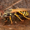 Paper wasp - Polistes nimpha | Fotografijos autorius : Žilvinas Pūtys | © Macronature.eu | Macro photography web site