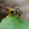 Paper wasp - Polistes nimpha | Fotografijos autorius : Romas Ferenca | © Macronature.eu | Macro photography web site