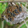 Paper wasps - Polistes nimpha | Fotografijos autorius : Vytautas Uselis | © Macronature.eu | Macro photography web site