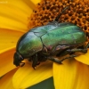 Paprastasis auksavabalis - Cetonia aurata | Fotografijos autorius : Vytautas Gluoksnis | © Macrogamta.lt | Šis tinklapis priklauso bendruomenei kuri domisi makro fotografija ir fotografuoja gyvąjį makro pasaulį.