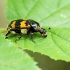 Paprastasis duobkasys | Burying beetle | Nicrophorus vespillo | Fotografijos autorius : Darius Baužys | © Macrogamta.lt | Šis tinklapis priklauso bendruomenei kuri domisi makro fotografija ir fotografuoja gyvąjį makro pasaulį.