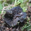 Paprastasis juodaausis - Pseudoplectania nigrella | Fotografijos autorius : Vytautas Gluoksnis | © Macrogamta.lt | Šis tinklapis priklauso bendruomenei kuri domisi makro fotografija ir fotografuoja gyvąjį makro pasaulį.
