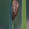 Paprastasis kabasparnis - Sialis lutaria | Fotografijos autorius : Žilvinas Pūtys | © Macrogamta.lt | Šis tinklapis priklauso bendruomenei kuri domisi makro fotografija ir fotografuoja gyvąjį makro pasaulį.