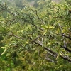 Paprastasis kadagys - Juniperus communis | Fotografijos autorius : Gintautas Steiblys | © Macrogamta.lt | Šis tinklapis priklauso bendruomenei kuri domisi makro fotografija ir fotografuoja gyvąjį makro pasaulį.