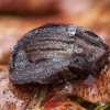 Kamuolvabalis - Byrrhus fasciatus | Fotografijos autorius : Žilvinas Pūtys | © Macrogamta.lt | Šis tinklapis priklauso bendruomenei kuri domisi makro fotografija ir fotografuoja gyvąjį makro pasaulį.