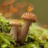 Paprastasis kelmutis - Armillaria mellea | Fotografijos autorius : Žilvinas Pūtys | © Macrogamta.lt | Šis tinklapis priklauso bendruomenei kuri domisi makro fotografija ir fotografuoja gyvąjį makro pasaulį.