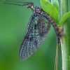 Paprastasis lašalas - Ephemera vulgata ♂ | Fotografijos autorius : Žilvinas Pūtys | © Macrogamta.lt | Šis tinklapis priklauso bendruomenei kuri domisi makro fotografija ir fotografuoja gyvąjį makro pasaulį.